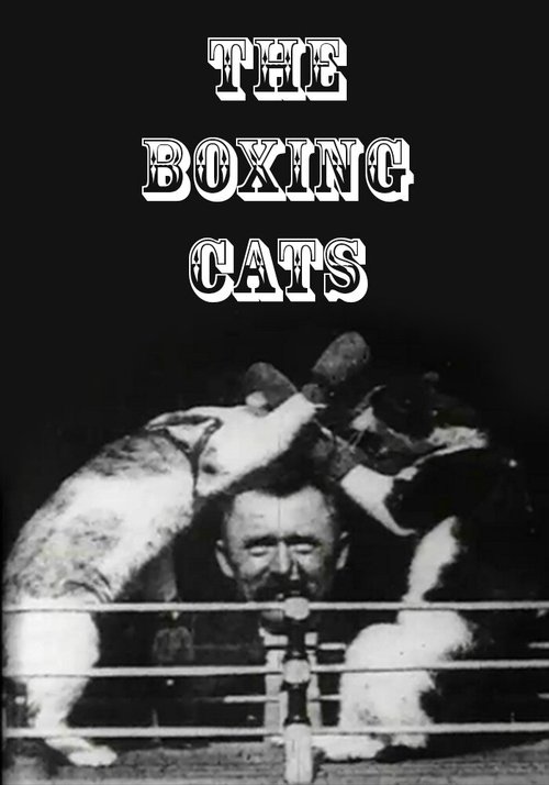 Кошачий бокс  (1894)